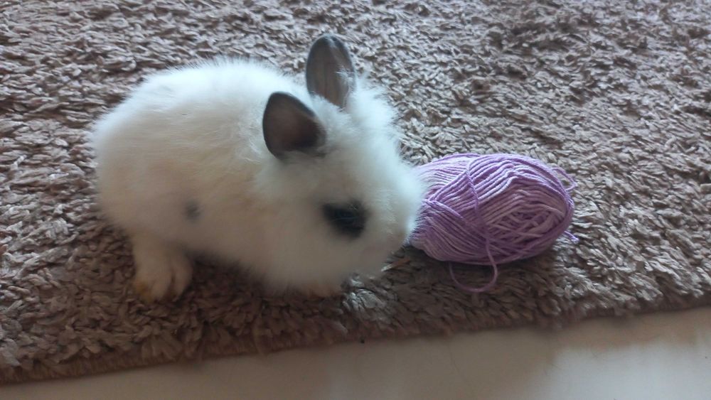 Sliczny kroliczek do pokochania