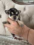Bucefał / Chihuahua / Piesek / Choco Merle