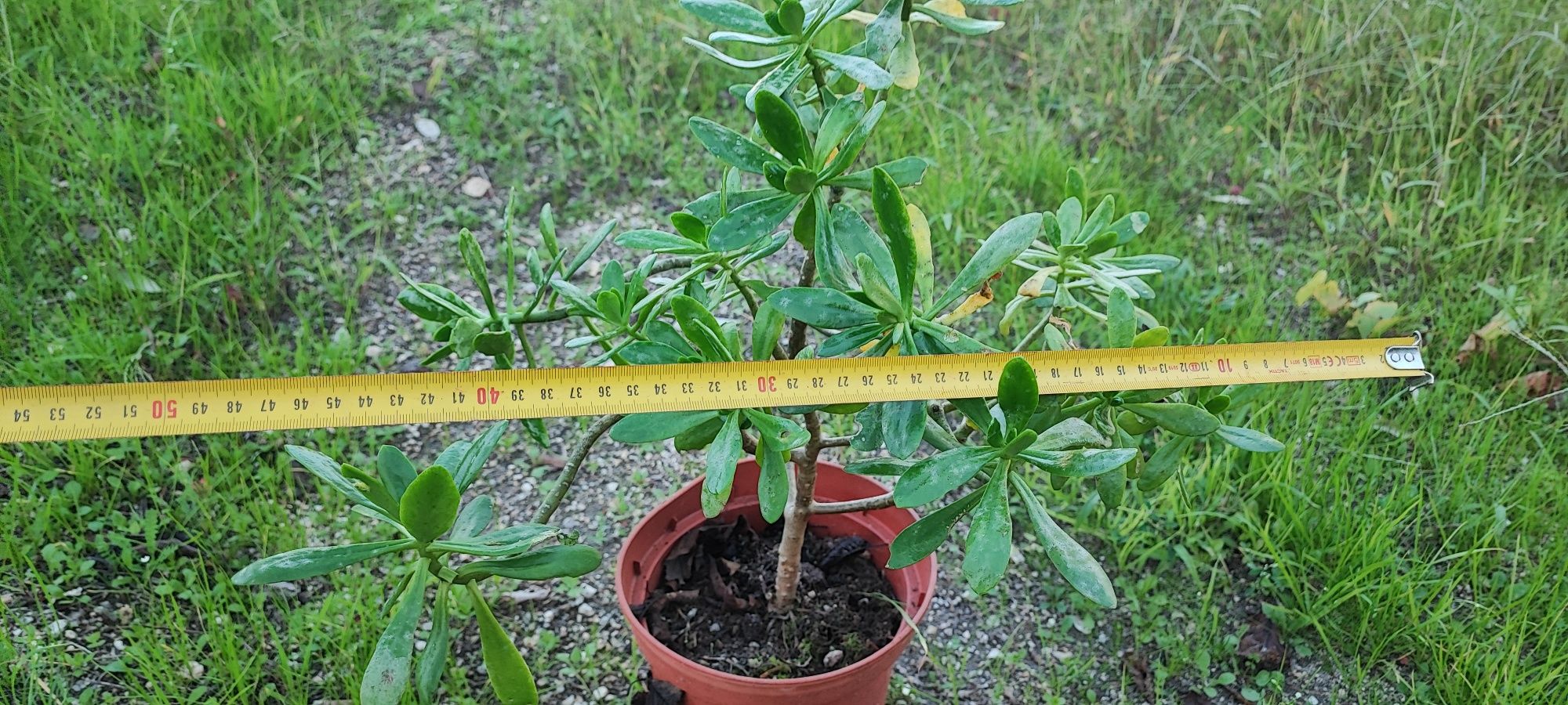 Planta suculenta