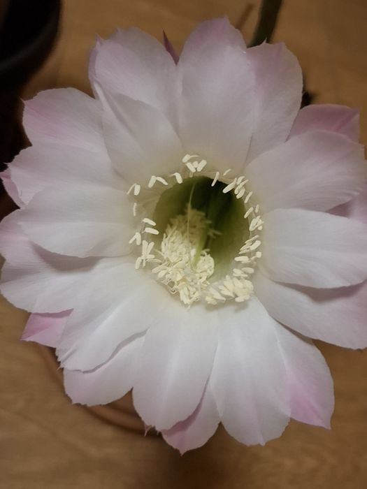 Кактусы -постоянно цветущие.