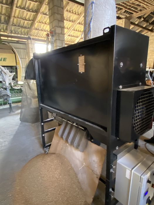 Pszenżyto odmiana tadeus oczyszczone