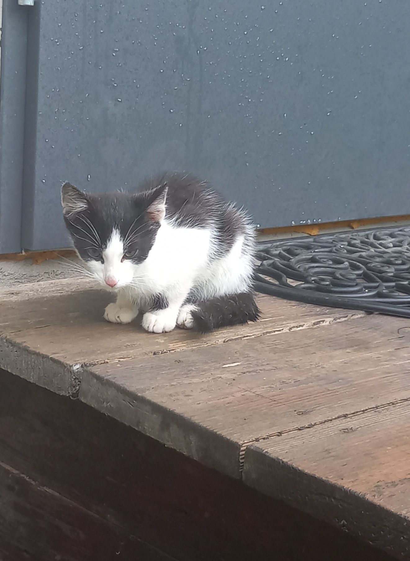 3 miesięczny kocurek do oddania
