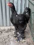 Brahma com seis meses macho