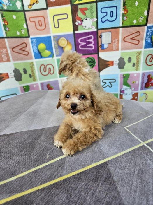 Плюшеві карамельки Мальтипу міні, повністю готова до переїзду