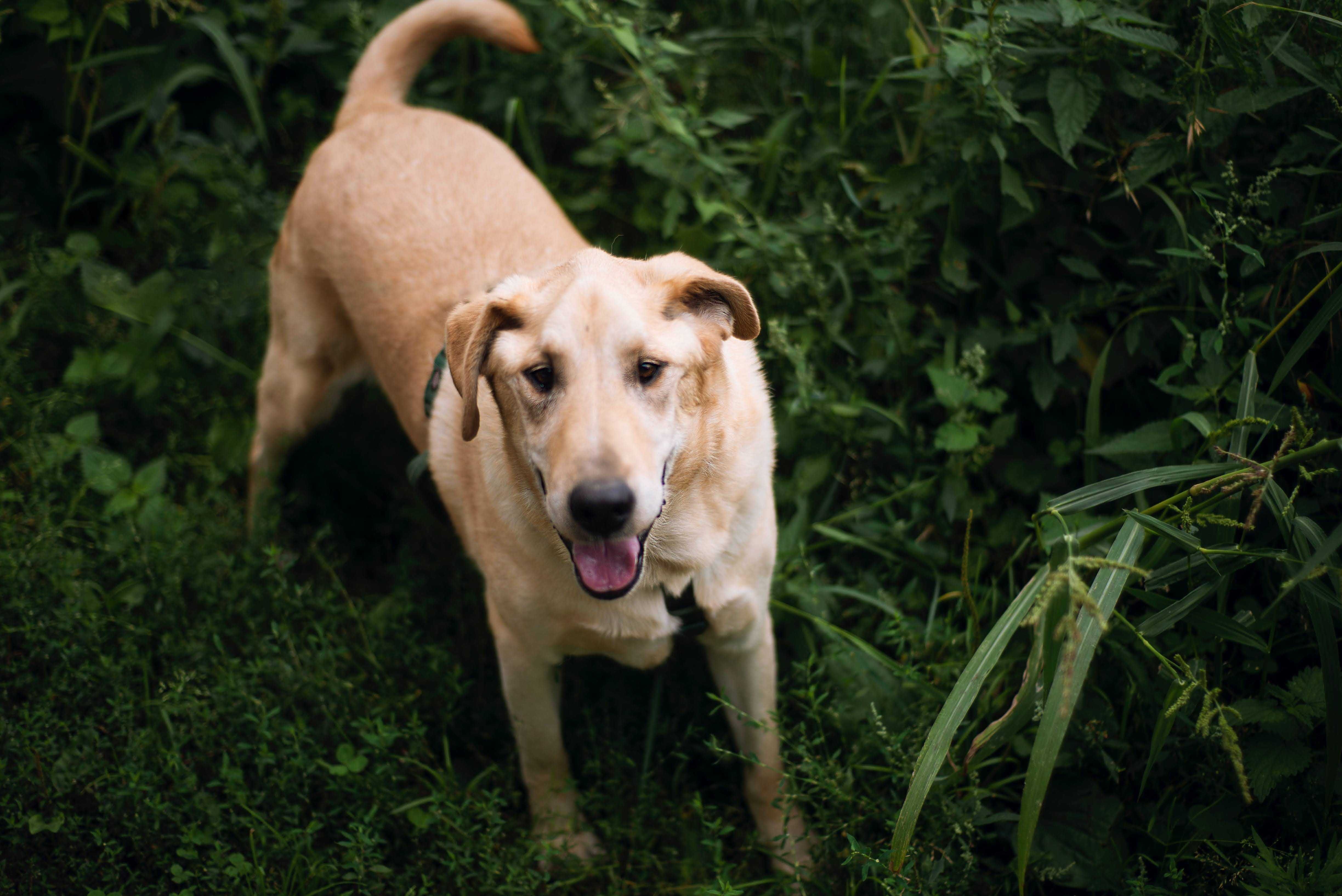 Cudowny psiak w typie Labradora szuka domu