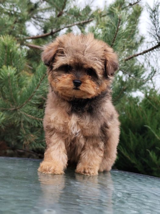 Дівчинка мальтипу