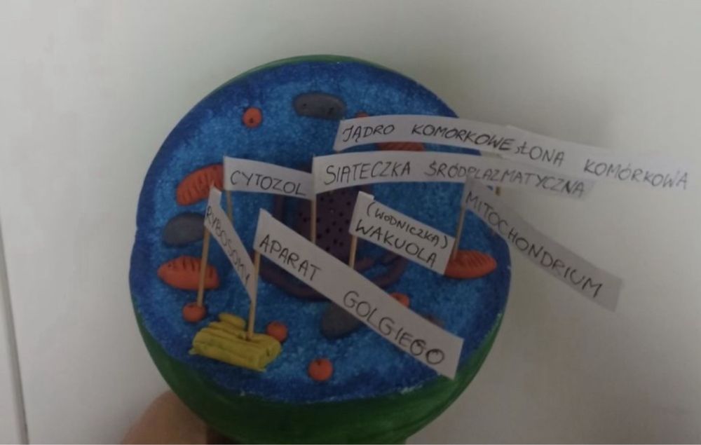 Model komórki zwierzęcej