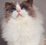 Śliczny kocurek Ragdoll