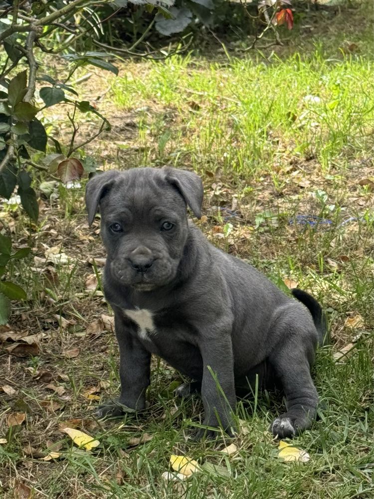 Szczeniak Cane Corso