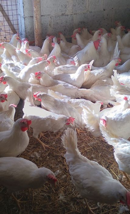 Kury Leghorn 23 tyg Wysylka Leghorny