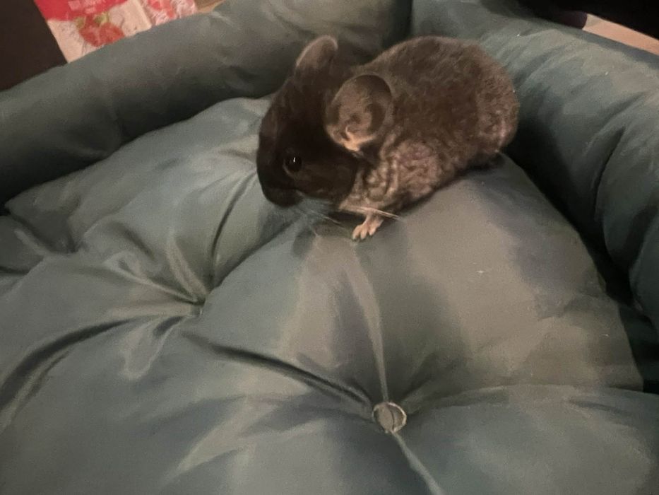 Szynszyl szynszyle czarna perła gratis