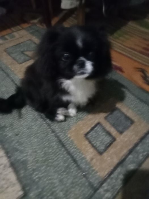 Маленькие пекинесы