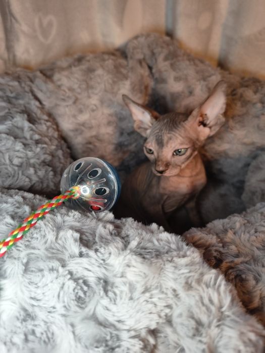 Nemi sfinks kanadyjski szylkret do rezerwacji