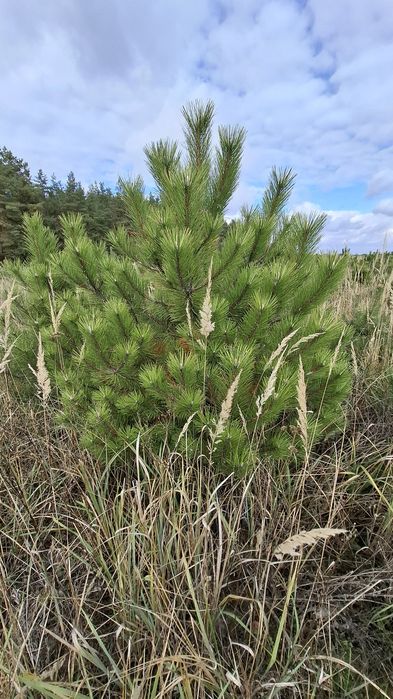 Новорічна ялинка (сосна Кримська). Новогодняя елка.