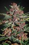 ‼️ 50 szt Bubble Kush THC Nasiona Marihuany Konopie indyjskie