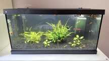 Akwarium AquaStar 54 LED Komplet z Rybkami i Roślinkami