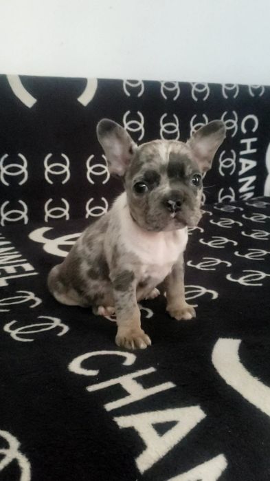 Шикарная девочка голубая мерле