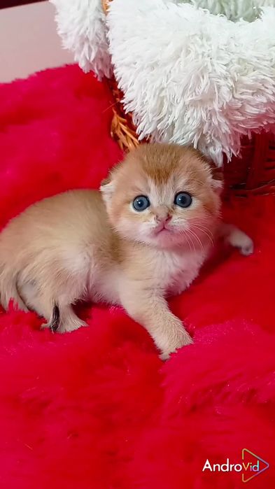 Необыкновенно красивая девочка золотая шиншилла вислоухая