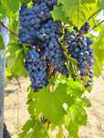 Uva para vinho - Beira Interior