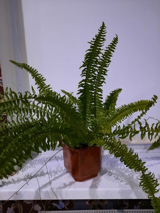Папоротник нефролепис