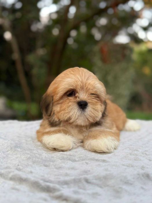 Wyjątkowa suczka Lhasa Apso! Lepszy kuzyn Shih Tzu! Gotowa do odbioru!