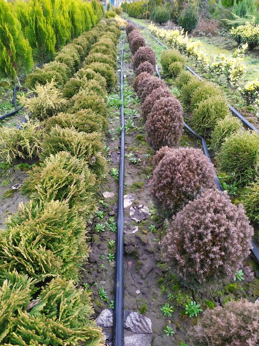 ТУЯ СМАРАГД, Колумна, Ауреа, Даніка,САМШИТ, ЯЛІВЦІ, Листяні кущі, інше