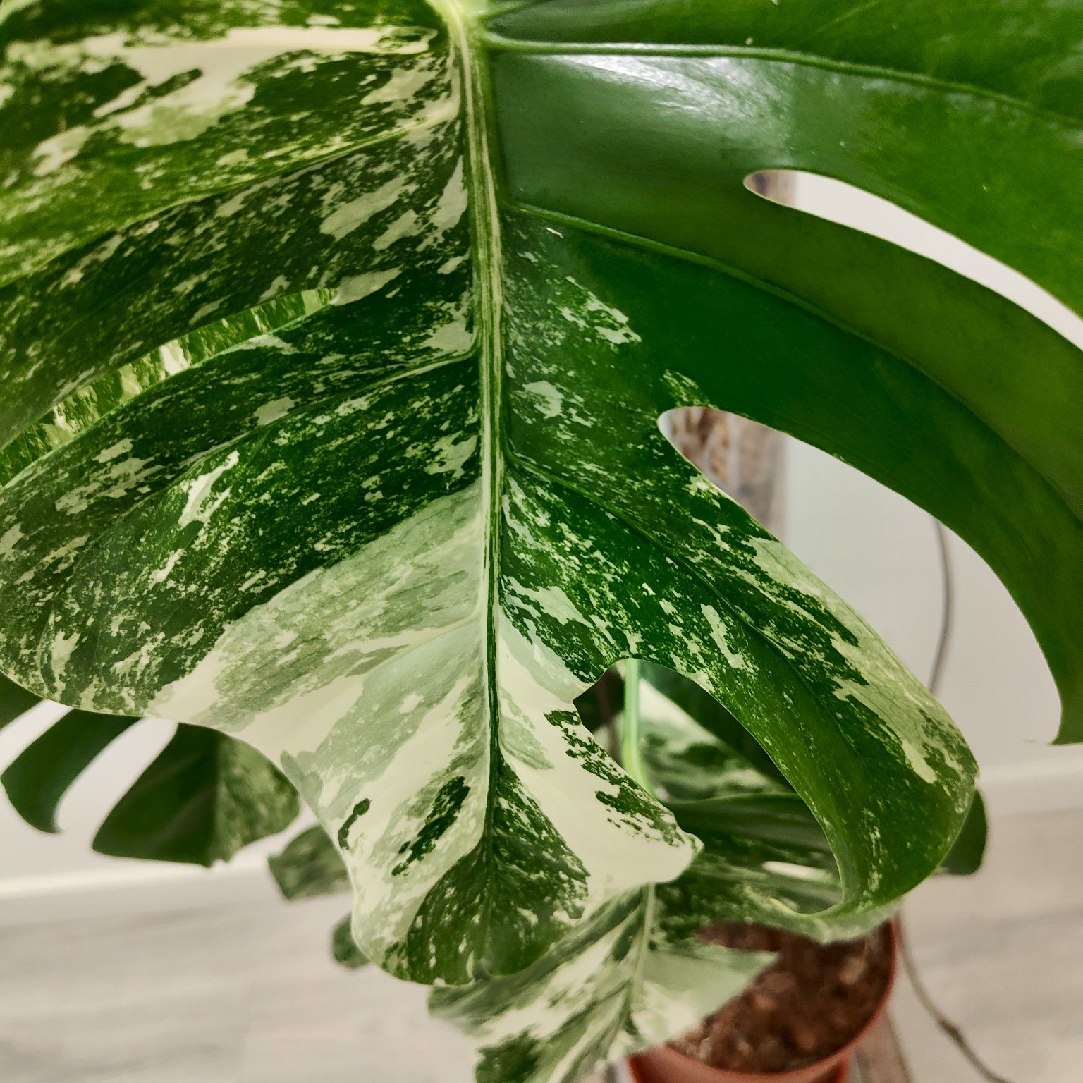 Monstera Albo Variegata XXL – 135cm | Planta Rara e Estável