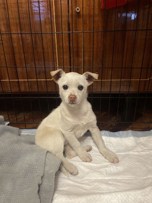 Маленька красуня шукає сім‘ю