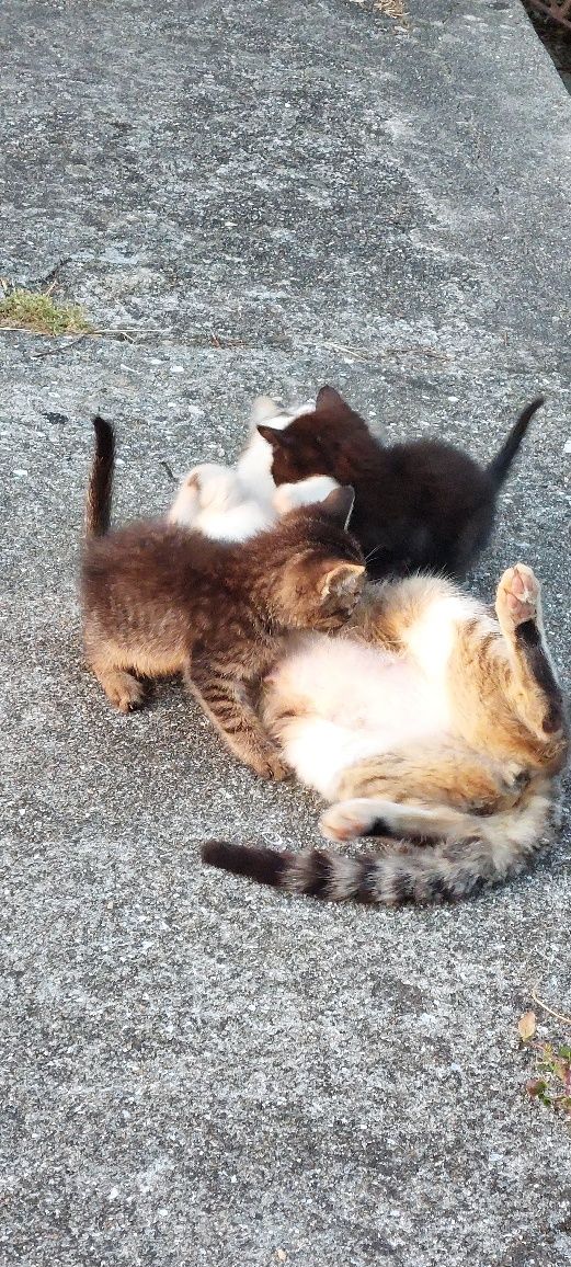Gatinhos adopção