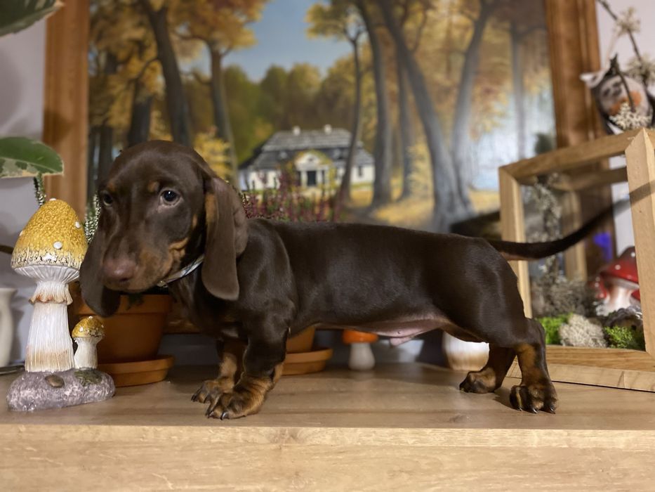 Jamnik piesek czekoladowy