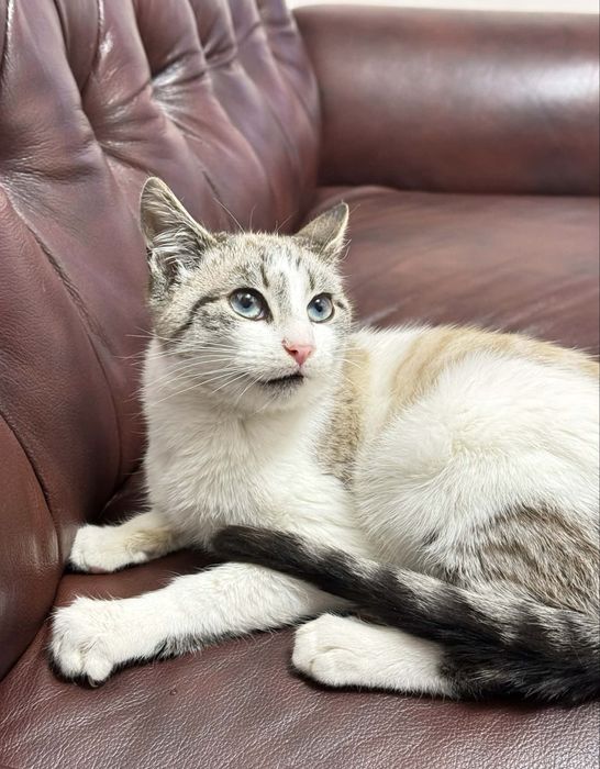 Шиаарний котик камтрований 4 міс