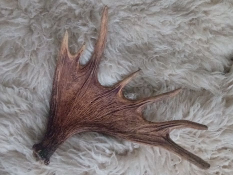 Poroże jelenia. zrzuty para 7 kg.