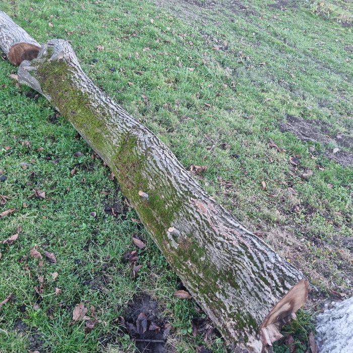 Orzech Drzewo w Klocku