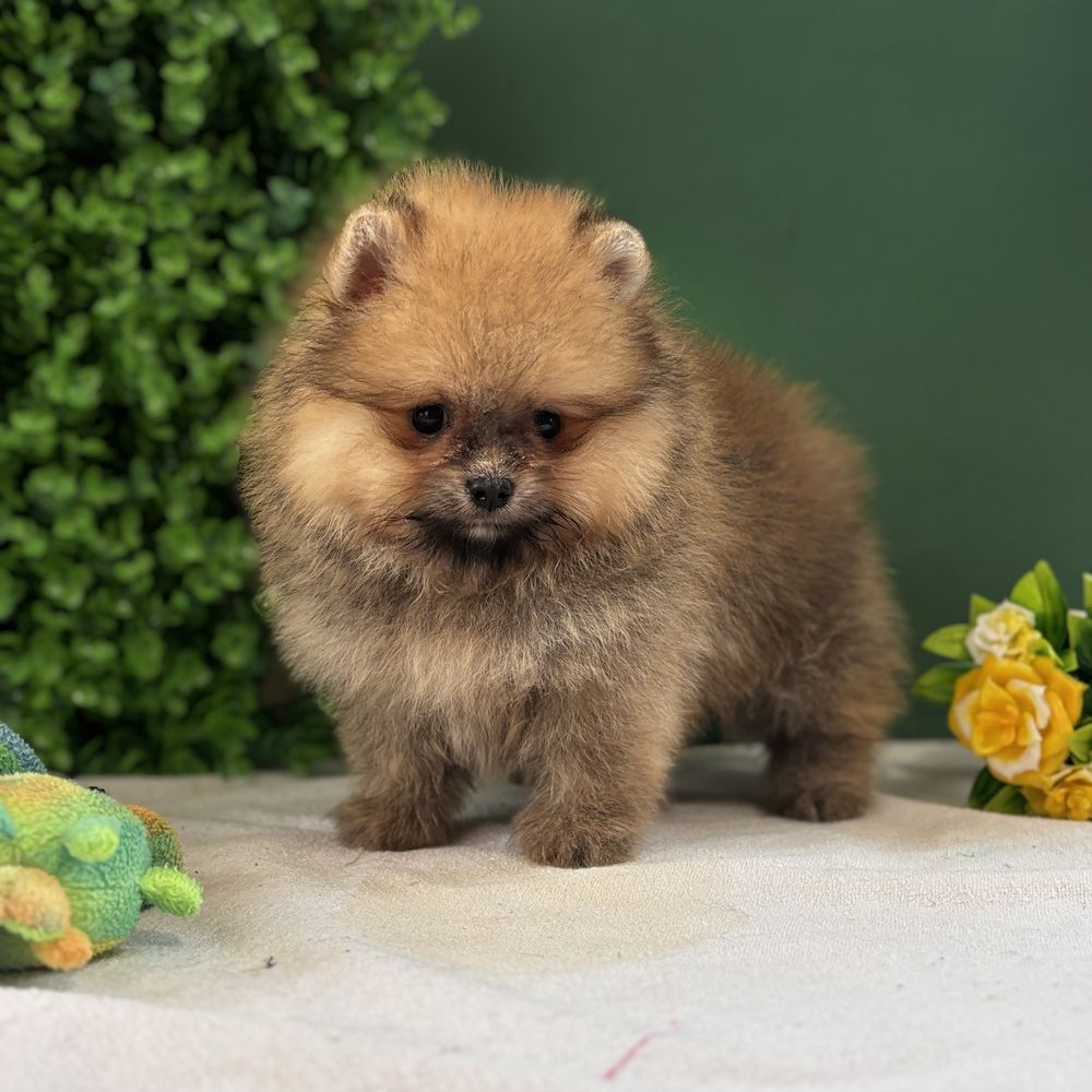 ляльковий Ведмедик шоу классу