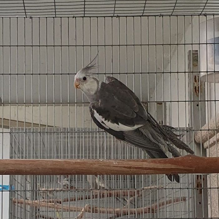 Caturra macho 1 ano