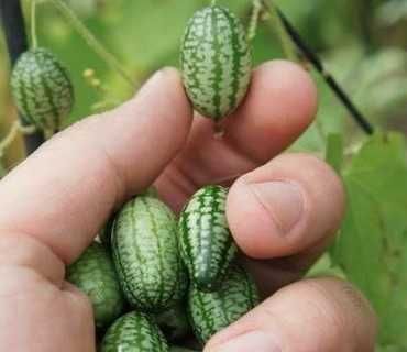 Sementes de Mini Melancia (cucamelon) - Melothria Scabra