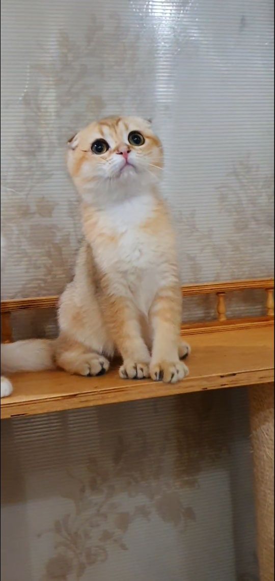 Золотий шотландець