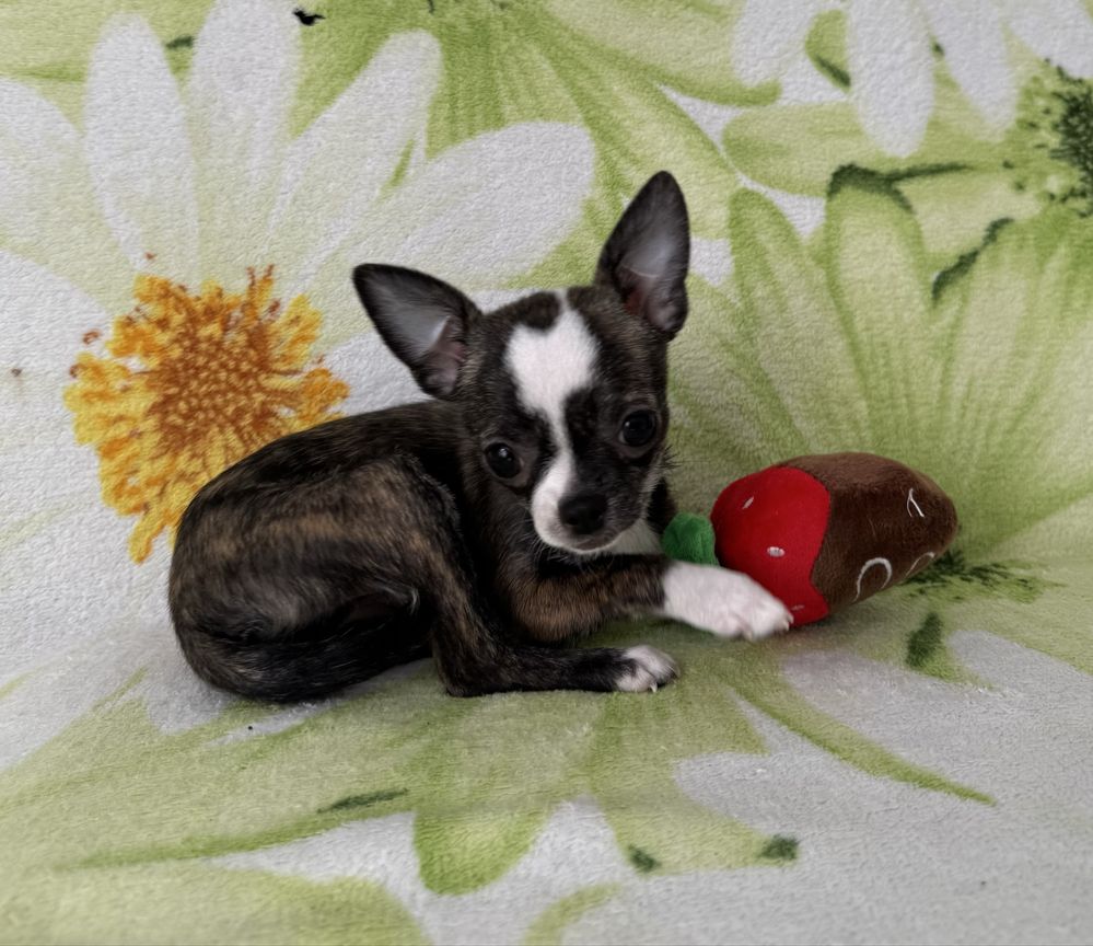 Suczka Chihiuahua Mini ZKwP (FCI)
