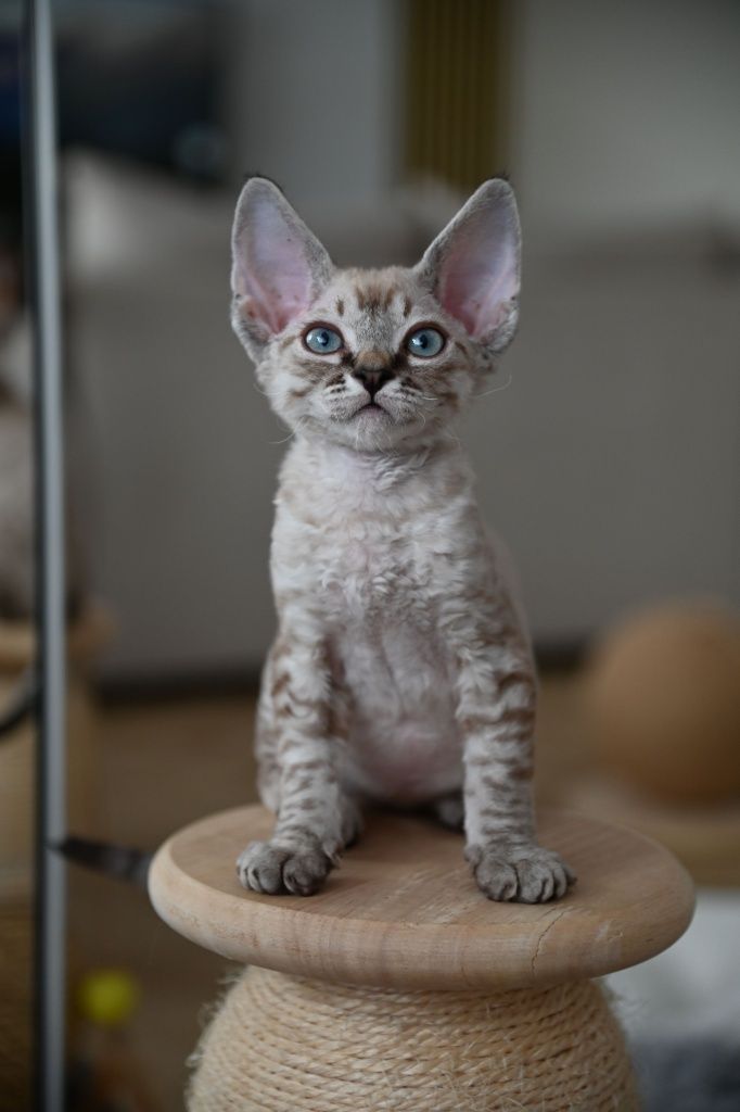 Kocurek Devon Rex