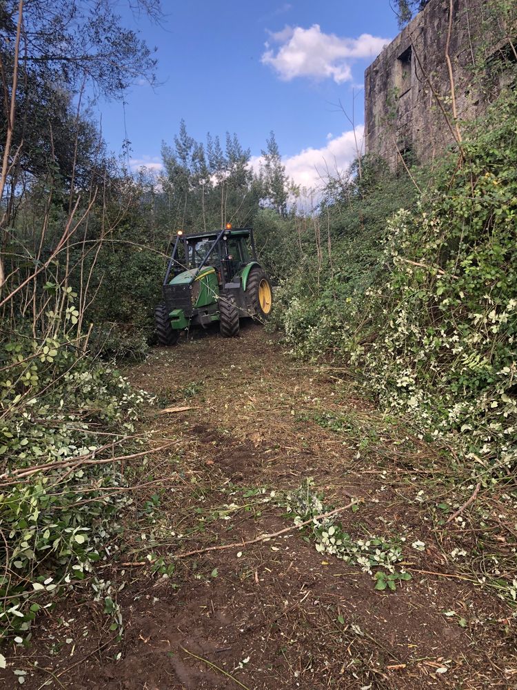 Limpezas florestais  abates de árvores