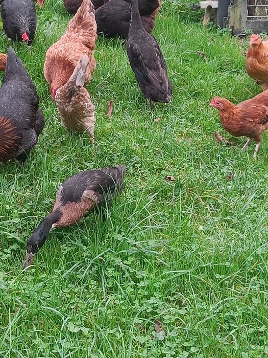 Kaczki biegusy indyjskie