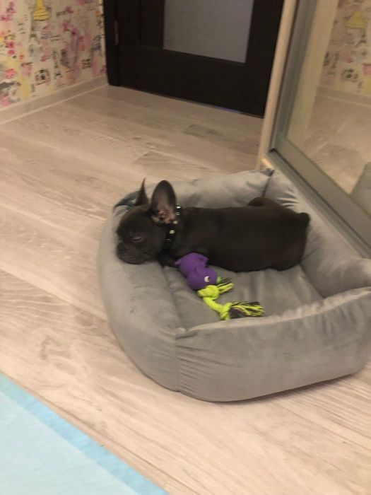 Французький бульдог дівчинка