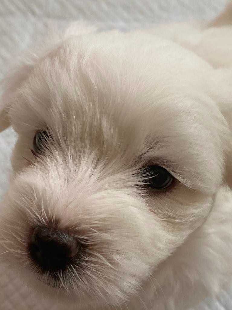 Szczeniak  Coton de Tulear  ZKwP/FCI