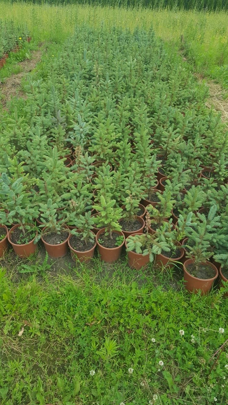 Świerk, jodła sadzonki. Szkółka Krupocin.
