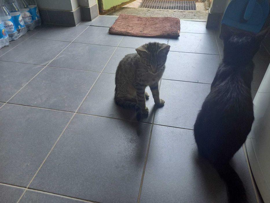 Do adopcji śliczny kocurek