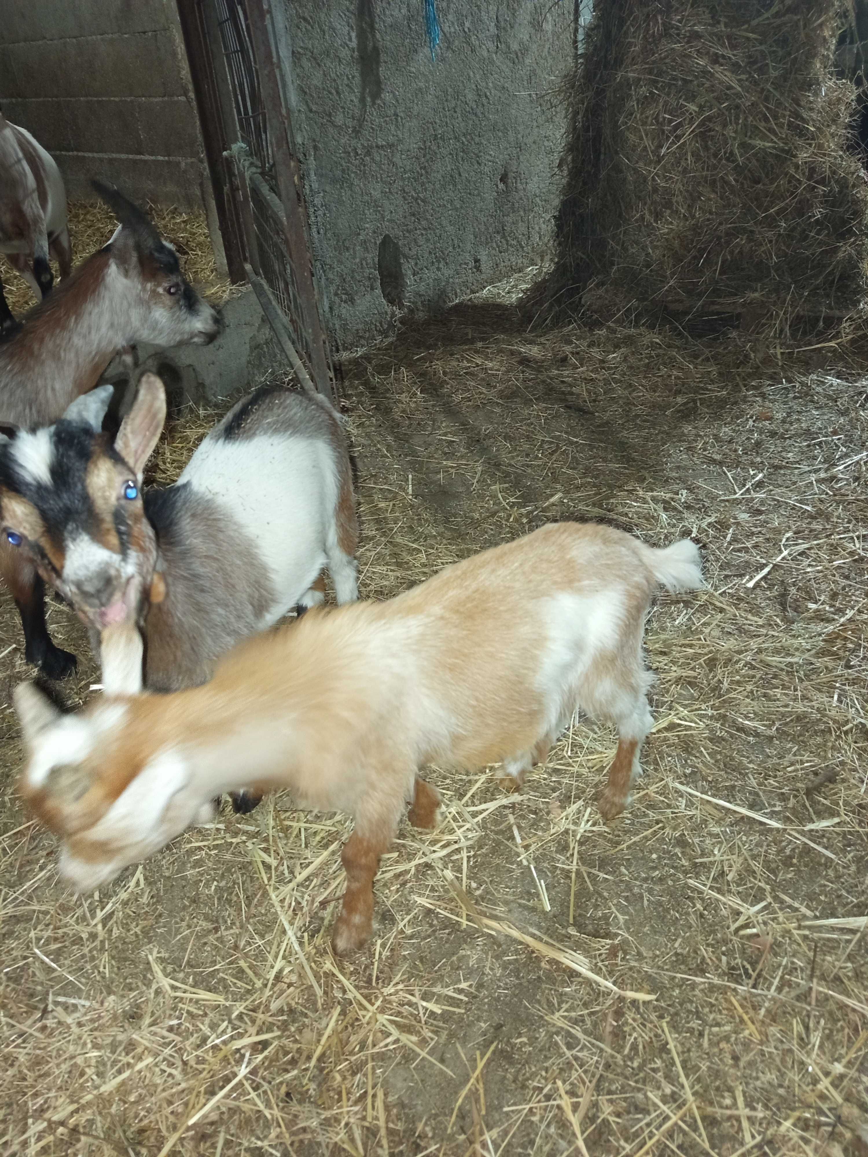 Vendo cabras micro anãs