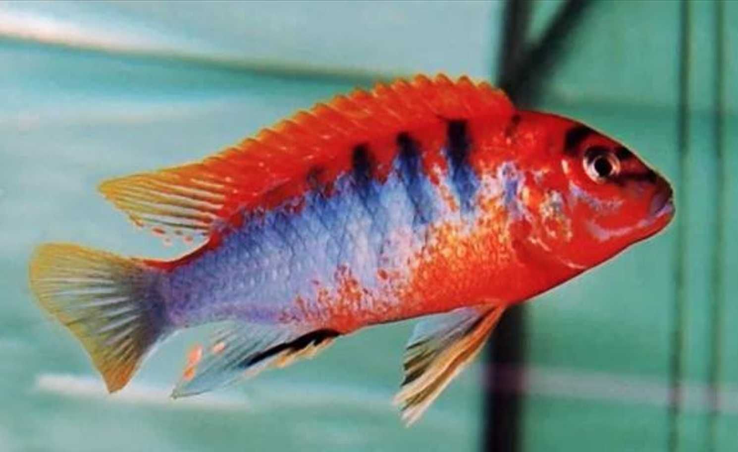 Labidochromis hongi SWEDEN - RED TOP - Pyszczak - dowozimy, wysyłamy