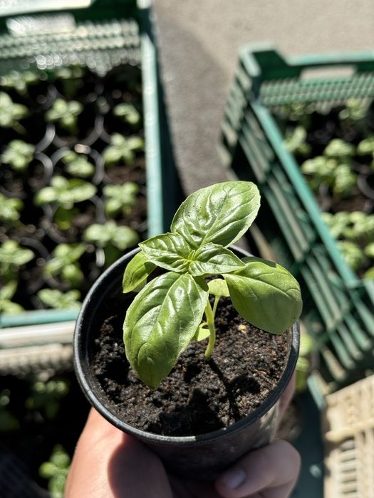 Базилік в горщику