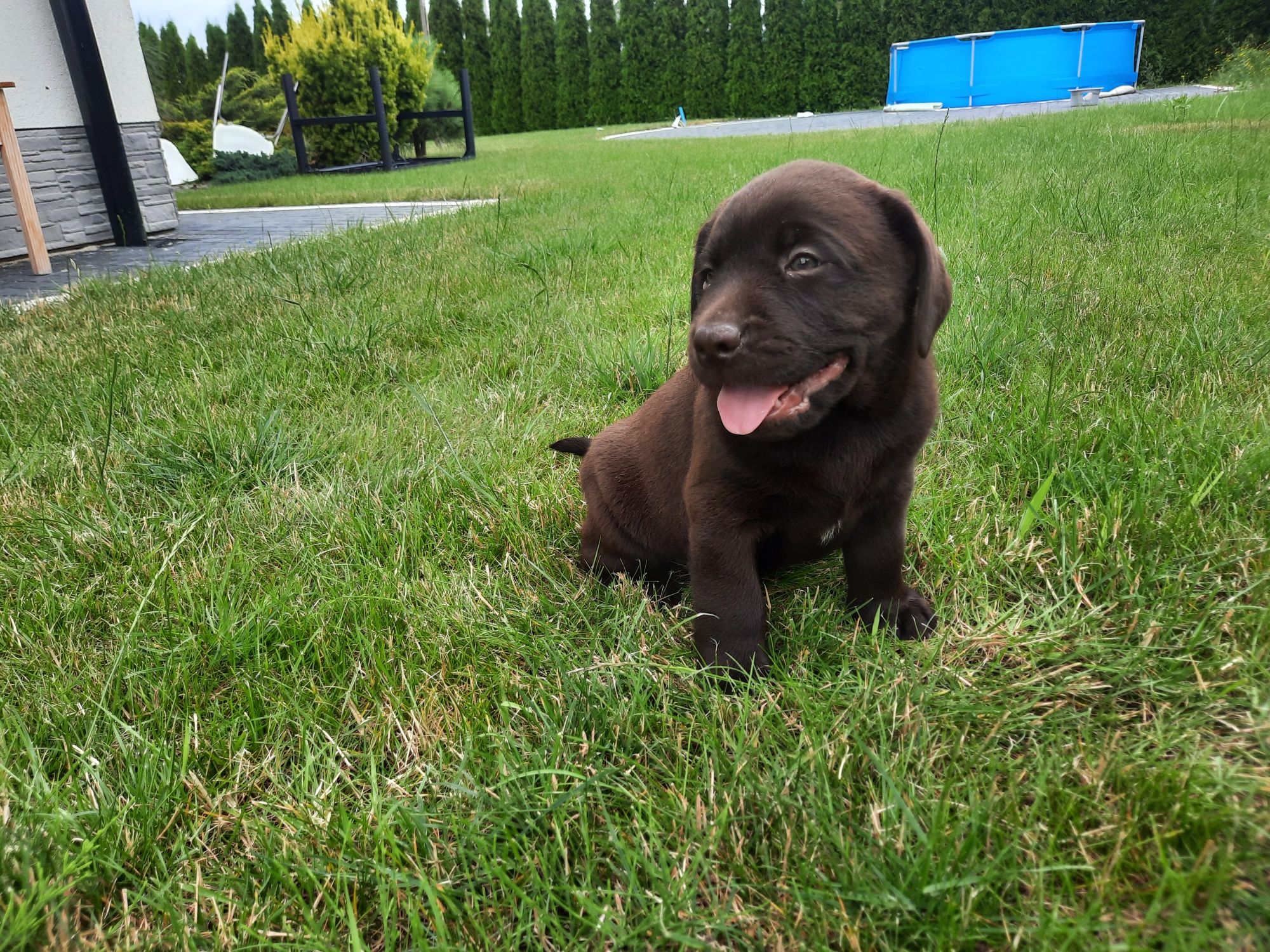 Labrador piesek zapraszam