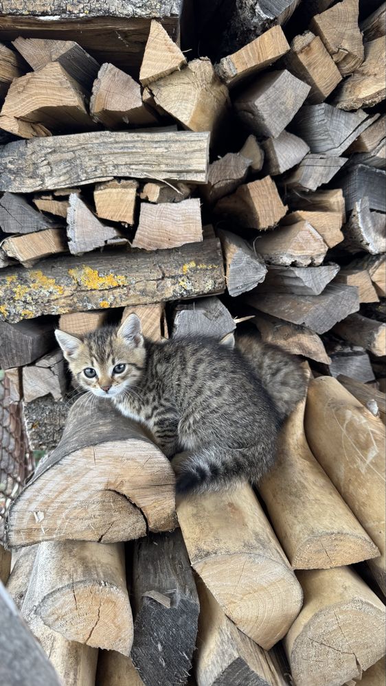 Кошенята безкоштовно